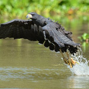 s836 PantanalHotel CrownedSolitaryEagle 9988