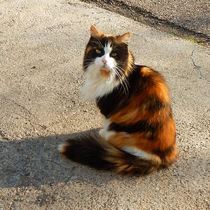 Katze.C