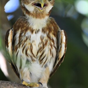 Brasil-Sperlingkauz (Ferruinous Pygmy Owl)

s877 PantanalHotel FerruginousPygmyOwl 4465 h