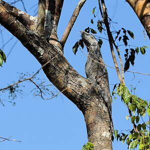 Riesentagschläfer (great potoo)

s827 PantanalHotel GreatPotoo 9770