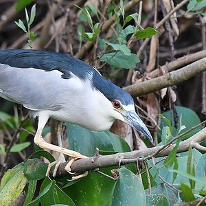 Nachtreiher (Black-capped night heron)

s886 PantanalHotel BlackCappedNightHeron 4667