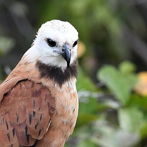 Fischbussard (black-collared hawk)

s887 PantanalHotel BlackCollaredHawk 4718