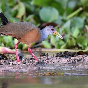 Cayenneralle (grey-necked wood rail)

s892 PantanalHotel GreyNeckedWoodRail 4761