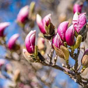 Magnolienblüten