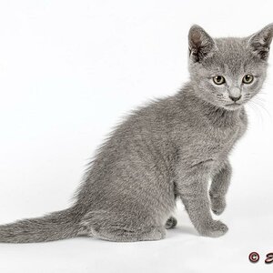 Katzen Russisch Blau 8Wo 2019 16484akc