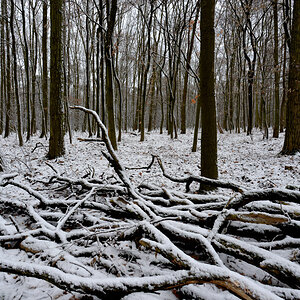 im wald 1200