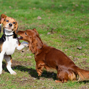 ZVI 2576a Hunde 009