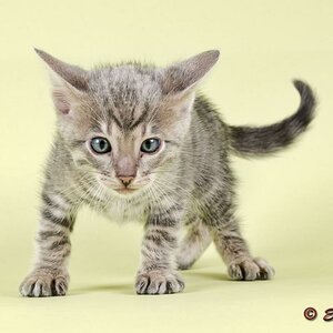 Katzen Toyger 2017 23282kc
