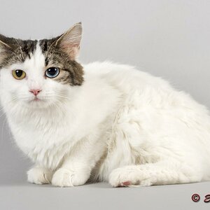 Katzen Manx Cymric 2017 15758k