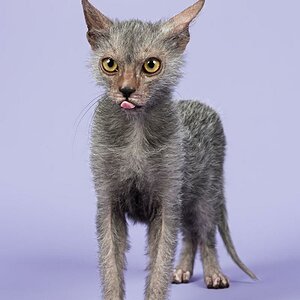 Katzen Werwolf 2016 13856kk