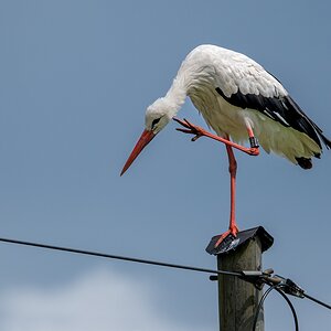 D50 3935 Vadder Storch kratzt sich IA 7 2107