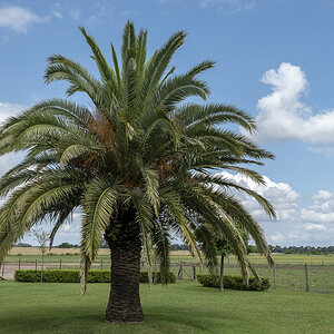 Palme