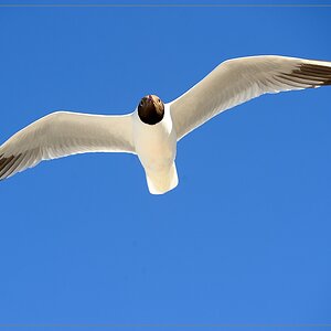 Möwe