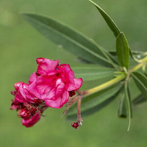 Blüte1
