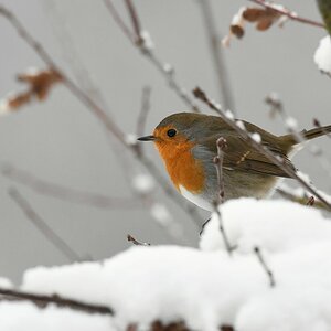 comp DSC 2604