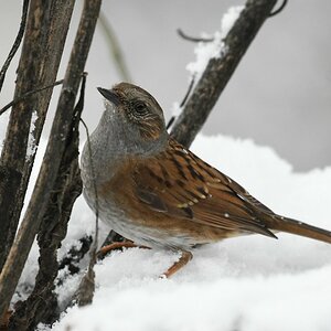 comp DSC 2528