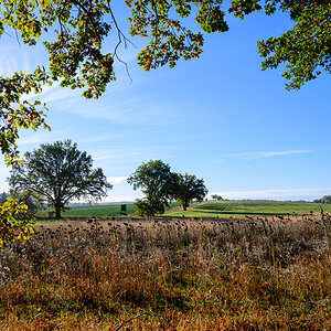 DSC0652 19 10 2018
Bäume, Wolfsburg, Natur, Landschaft