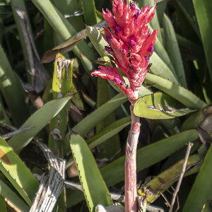 Agave