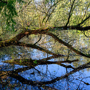 DSC0763 24 10 2018
Bäume, Wolfsburg, Natur, Landschaft