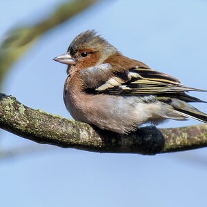 D50 9128 Buchfink sonnt sich in Märzsonne IA 3 2019