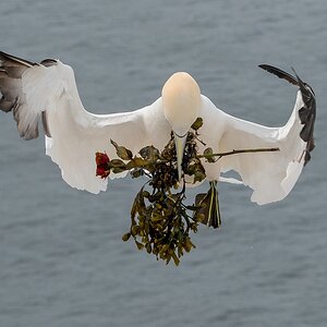 D50 5177 Der Rosenkavalier IIA 5 2018