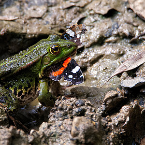 Frosch mit Frühstück