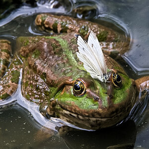 Frosch mit Passagier
