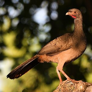 Chacoguan (Chaco Chachalaca)

s811 PantanalHotel ChacoChachalaca 3383