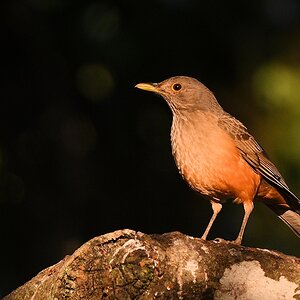 Rotbauchdrossel (rufous-bellied thrush)

s811 PantanalHotel RufousBelliedThrush 3378