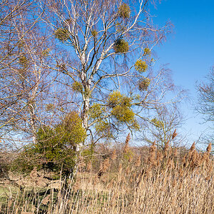 DSC1836 27 02 2019
Bäume, Wolfsburg, Natur, Landschaft