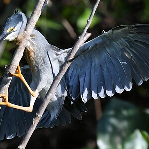 Mangrovenreiher (Striated heron)

s819 PantanalHotel StriatedHeron 3636