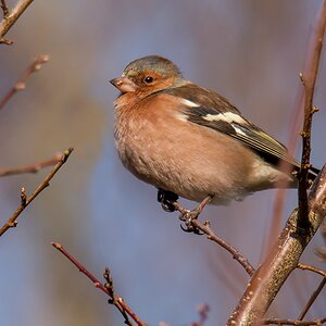 D50 8620 Buchfinkenmännchen IA  1 2019
