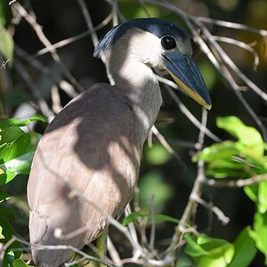 Kahnschnabel (boat-billed heron)

s822 PantanalHotel BoatBilledHeron 3840 h