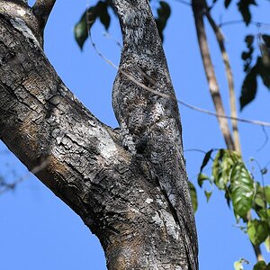 Riesentagschläfer (great potoo)

s827 PantanalHotel GreatPotoo 4003 h