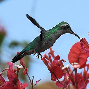 Goldbauch-Smaragdkolibri (glittering-bellied emerald)

s863 PantanalHotel GlitteringBelliedEmerald 4216