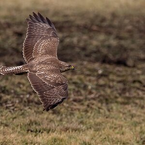 D50 1987 Bussard Bodennah IA 3 2018