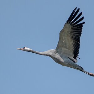 D50 7574 Kranich im Steugflug IA ) 2018