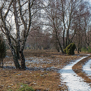 Bokeler Heide 4