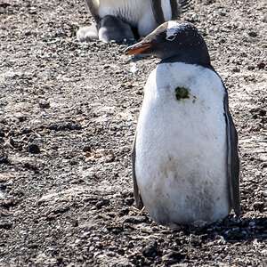 Eselspinguin