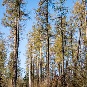 DSC2073 02 04 2019
Bäume, Wald