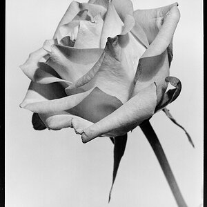 Blume 9x12 3