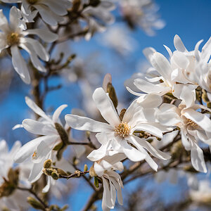 Magnolia stellata
