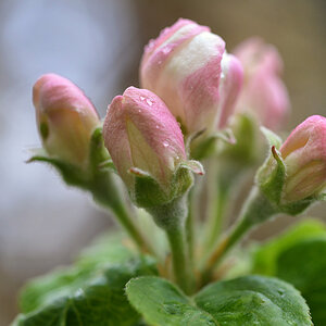 Apfelblüte 2019 1200