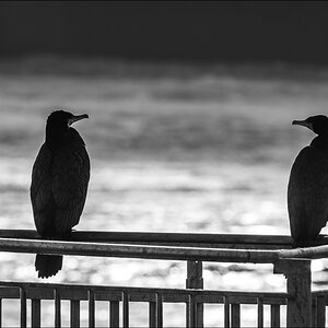 DSC6986 B PS w