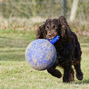 Ballsport I