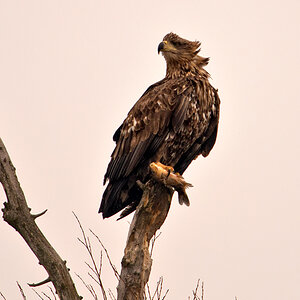 Seeadler an der Oder