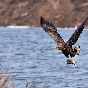 Seeadler