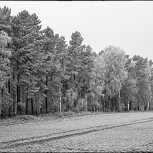 Winterwaldrand 2