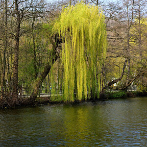 Alsdorfer Weiher 1
