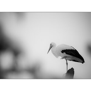 ZooPZ1 9504